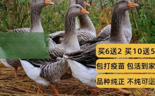 郎德鹅与白鹅杂交有何优势？