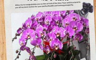 蝴蝶兰该浇什么水？怎么浇才对？