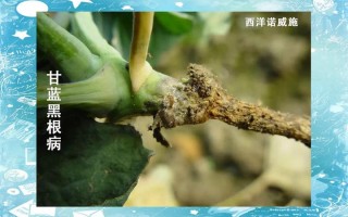 甘蓝常见病害有哪些？如何防治？