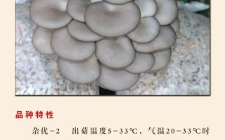 平菇常见品种有哪些？