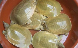 土黄色甲鱼是哪个稀有品种？