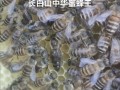 中蜂蜂王的几个优良品种