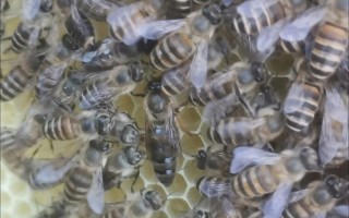 中蜂蜂王的几个优良品种