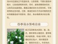 栀子花浇水正确方法是什么？