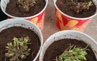 切完的蔬菜根怎么种活？