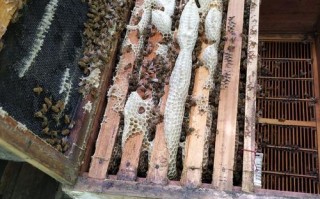 意蜂为何是繁殖最快的蜂种？