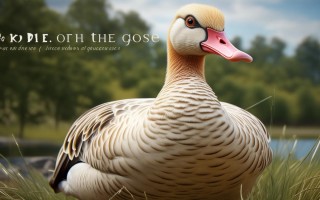 大雁鹅的价格是多少