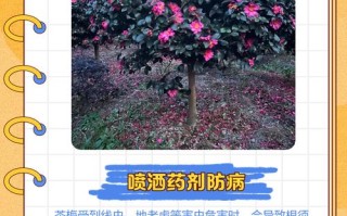 茶梅掉叶子怎么处理方法