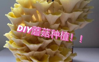 金针菇根部怎么种？剪根后还能再生长吗？