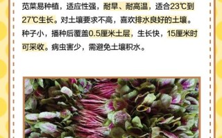 白苋菜何时种？怎么种才高产？