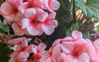 天竺葵品种到底有多少？