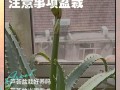 芦荟水培怎么养才正确？