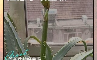 芦荟水培怎么养才正确？