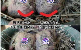 庭院家圈养肉鸽如何科学配对？