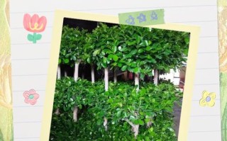 草本摇钱树怎么养？