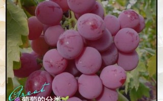 科技苑葡萄新品种有哪些特点？