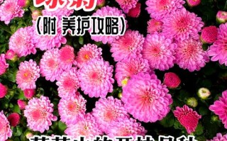 白色球菊怎么养？图解步骤有哪些？