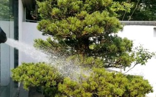 五针松施肥，何时施？怎么施？