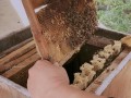 湖南蜜蜂春繁何时开始？方法有哪些要点？