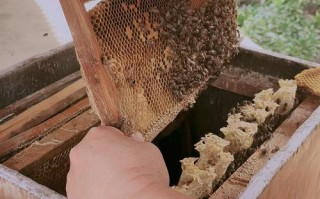 湖南蜜蜂春繁何时开始？方法有哪些要点？