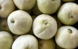 广西种什么香瓜品种好？