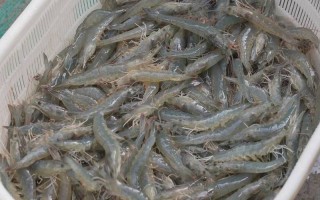 南美对虾养殖项目效益如何？