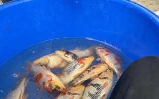 鲤鱼高密度养殖如何实现高效管理？