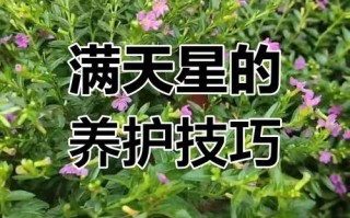 满天星怎么繁殖？图解步骤看这里！