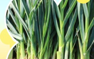 大蒜叶高产种植方法有哪些？