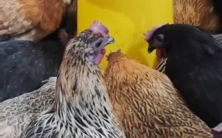 散养母鸡哪个品种产蛋多？