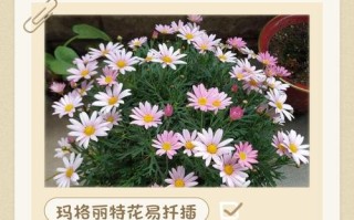 玛格丽特扦插最佳方法是什么？