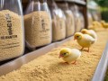 小鸡前期喂什么饲料