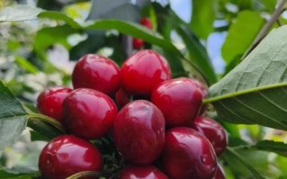 深红色樱桃是哪个品种？