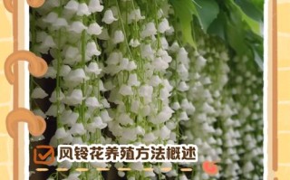 法国风铃草怎么养？