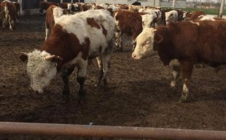 四川养牛选什么品种最合适？