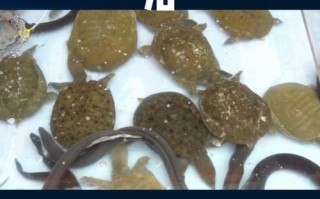 甲鱼常见病有哪些高效治疗方法？