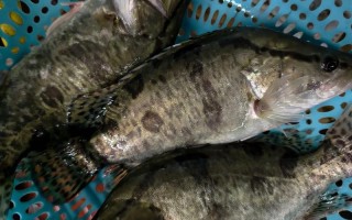 水产投标鱼类有哪些选择？