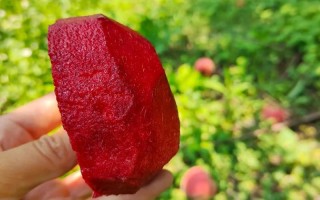 光战1号桃树品种介绍