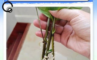 栀子花扦插视频，方法步骤详解？