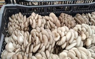 人工种植蘑菇品种有哪些？