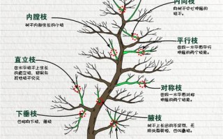 核桃树的移植方法图解