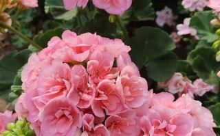 哪些天竺葵品种开花时间最长？