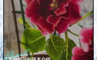 冬天养大岩桐，保暖和光照怎么做？