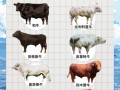 中国优良肉牛品种有哪些？