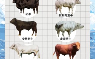 中国优良肉牛品种有哪些？