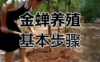 人工养金蝉咋养？视频看啥？