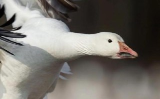 人工养殖大雁选什么品种好？