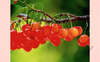 哪些樱桃品种最具发展前景？