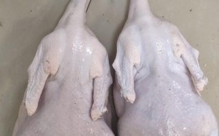 哪些鹅品种肉质最好？