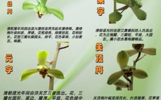 惠兰品种价格图片有哪些？